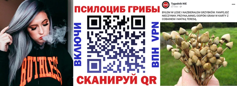 Псилоцибиновые грибы Cubensis купить наркоту Амурск